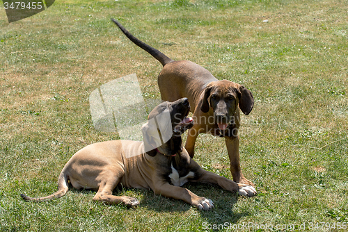 Image of two puppy of Fila Brasileiro (Brazilian Mastiff)