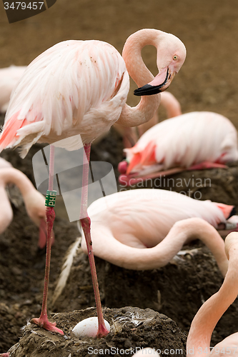 Image of Beautiful American Flamingos on eng in nest