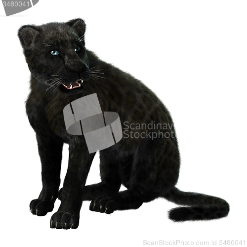 Image of Big Cat Black Panther