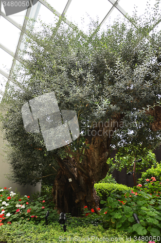 Image of Flower Dome at Gardens by the Bay in Singapore