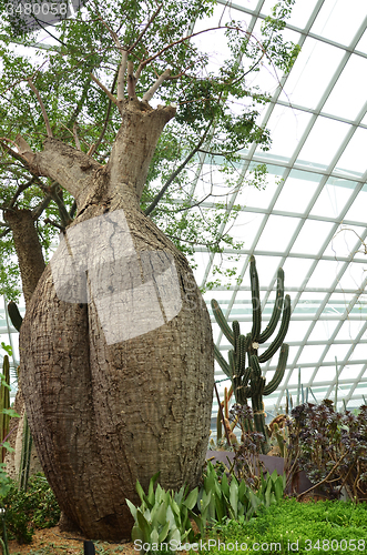 Image of Flower Dome at Gardens by the Bay in Singapore