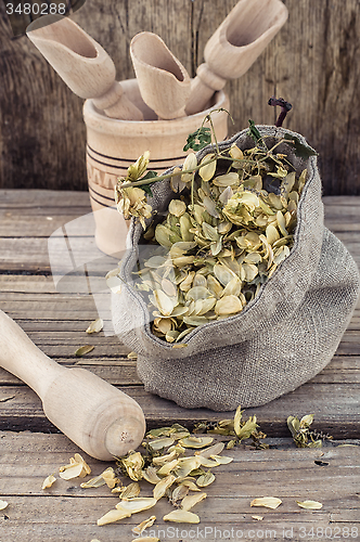 Image of harvest hop cones cut