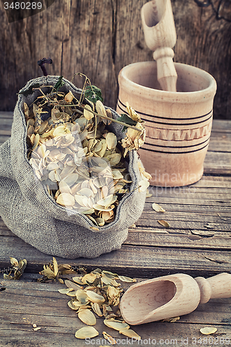 Image of harvest hop cones cut