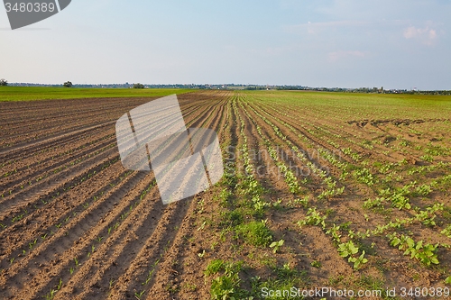 Image of Agriculture