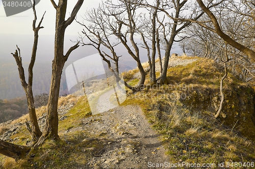 Image of Forest path