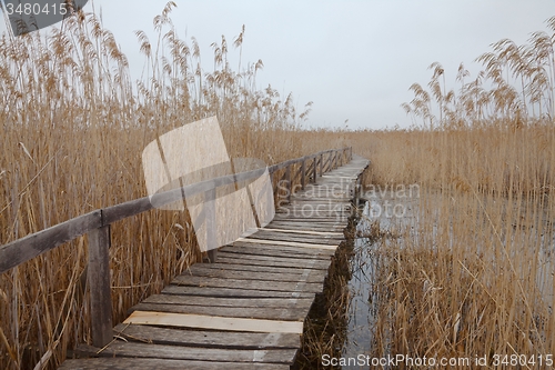 Image of Swamp path