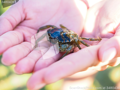 Image of Small green crab in hands away from water