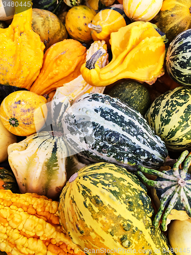 Image of Colorful variety of gourds at the market