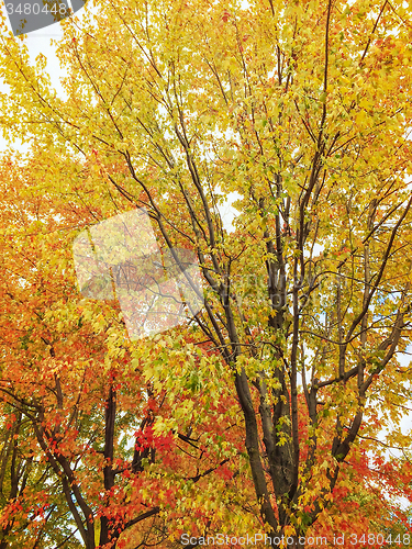 Image of Golden autumn trees