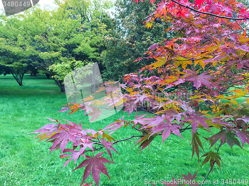 Image of Tree with purple autumn leaves