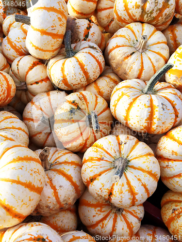 Image of Sweet Dumpling squash at the market