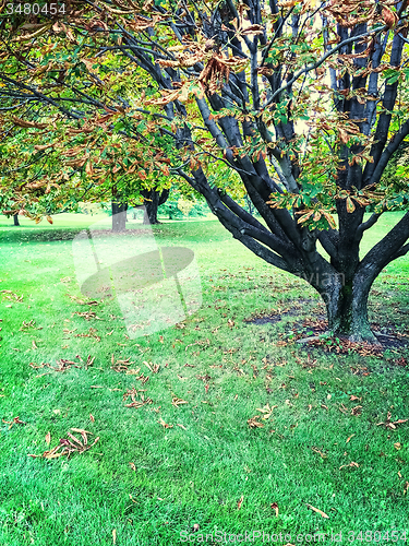 Image of Chestnut trees in early autumn