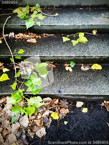 Image of Stone steps and autumn leaves