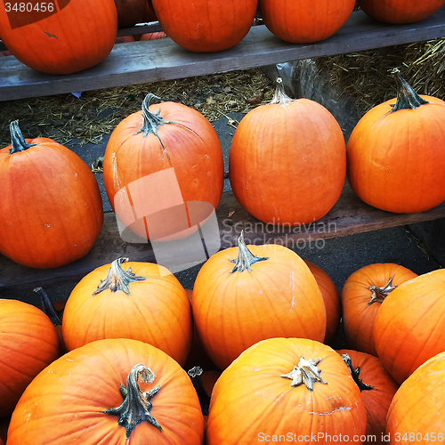 Image of Orange pumpkins at the marketplace