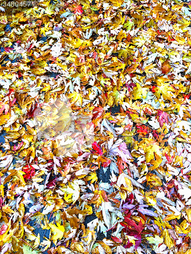 Image of Colorful maple leaves background