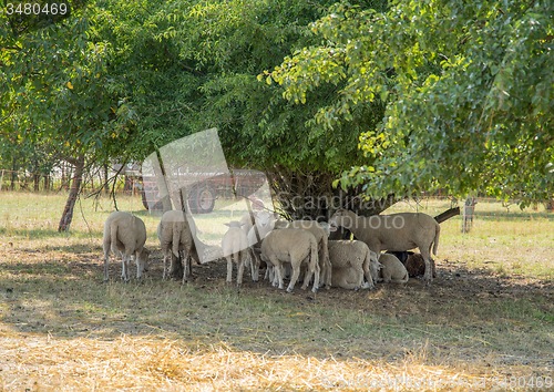 Image of sheep in the shade