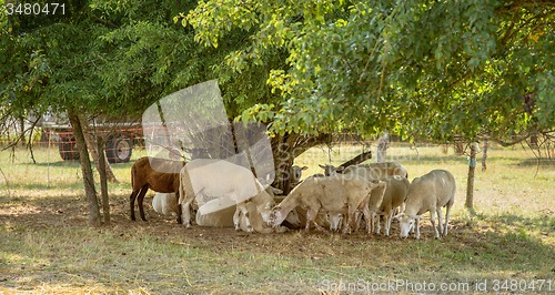 Image of sheep in the shade