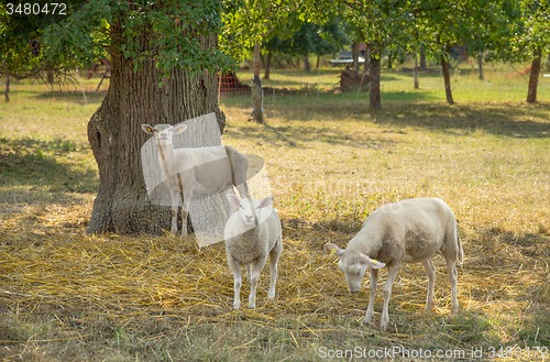 Image of sheep in the shade