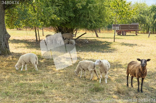 Image of sheep in the shade