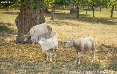 Image of sheep in the shade