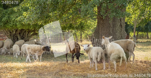 Image of sheep in the shade
