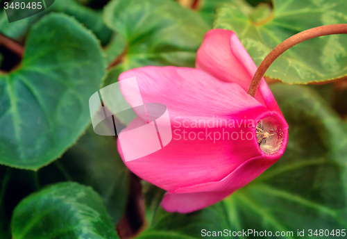 Image of Flowering cyclamen with green leaves.