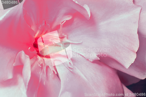 Image of Beautiful flower oleander pink color closeup..