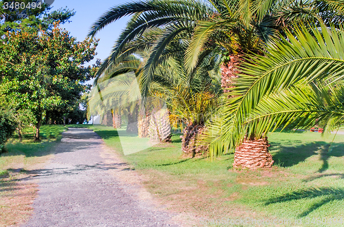 Image of Alley in the Park with beautiful southern flowering plants.