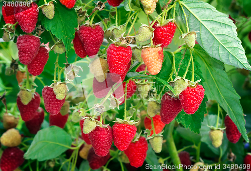 Image of Raspberries in the garden on the branches of a Bush.