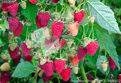 Image of Raspberries in the garden on the branches of a Bush.