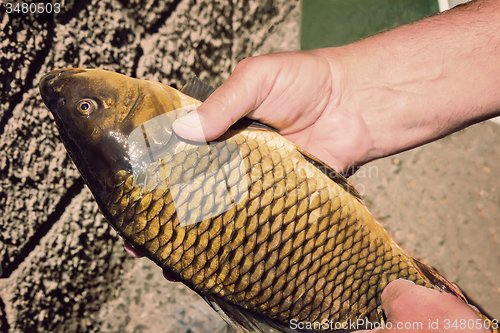 Image of The caught catch of fish in hands at the fisherman.