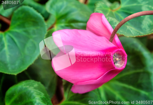 Image of Flowering cyclamen with green leaves.