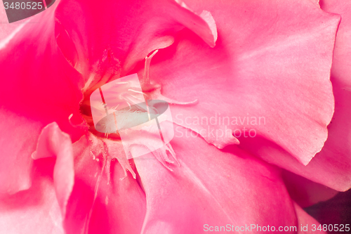 Image of Beautiful flower oleander pink color closeup..