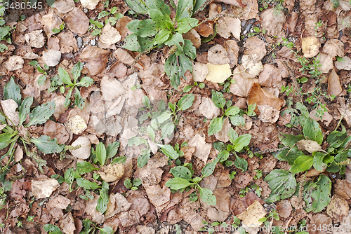 Image of Autumn leaves on grass 