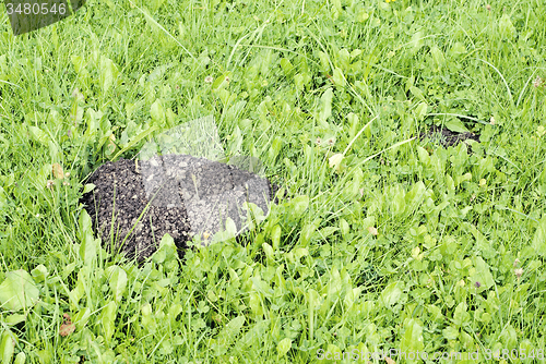 Image of Mole mound in the field