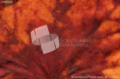 Image of vivid autumnal colors