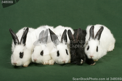 Image of five rabbits