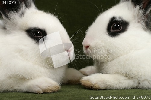 Image of twin rabbits