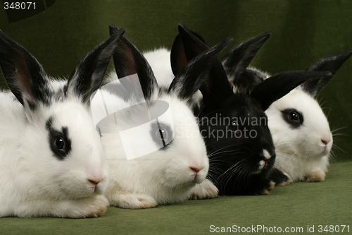 Image of four rabbits
