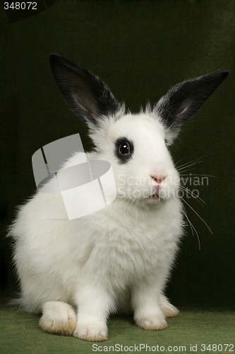 Image of portrait of a rabbit