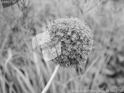 Image of Black and white 