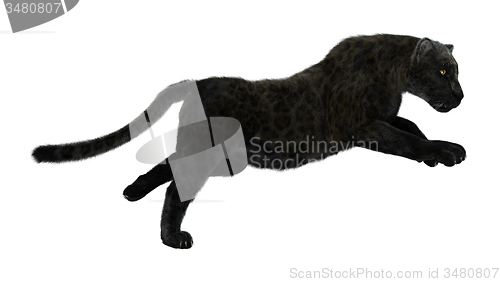 Image of Big Cat Black Panther