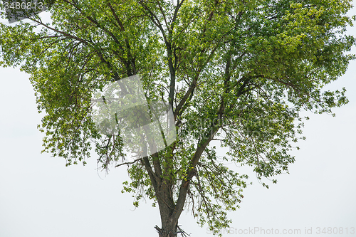 Image of Green branches 