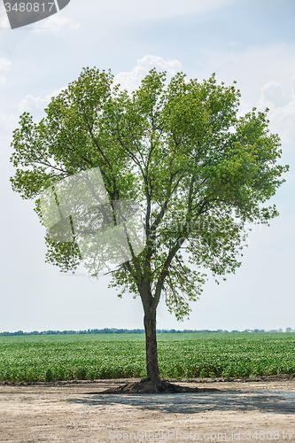 Image of Green tree standing alone.