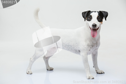 Image of Portrait of a purebred Jack Russell terrier