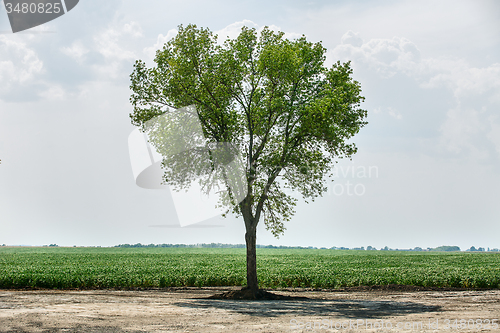 Image of Green tree standing alone.