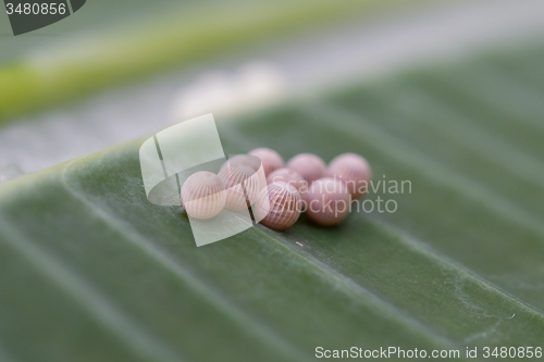 Image of Small eggs from an insect, selective focus