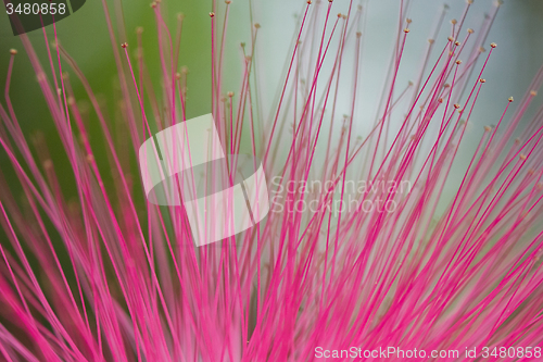 Image of Pink flower, selective focus