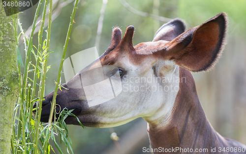 Image of Close-up of an okapi eating