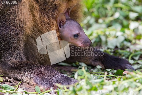 Image of Wallaby with a young joey 